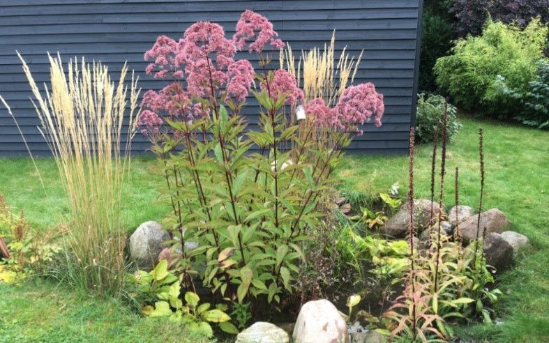 Eksempel på regnbed i haven